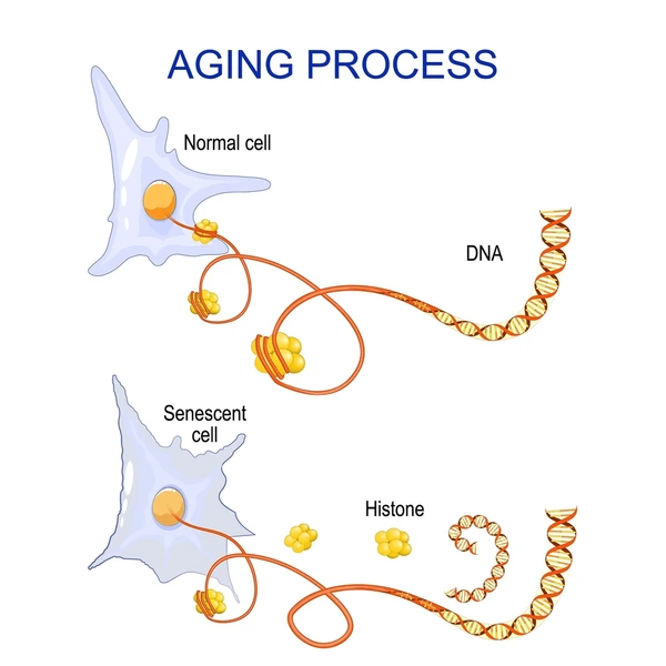Aging process into cells chromatin dna 600nw
