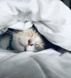 Sleeping man testosterone health rest